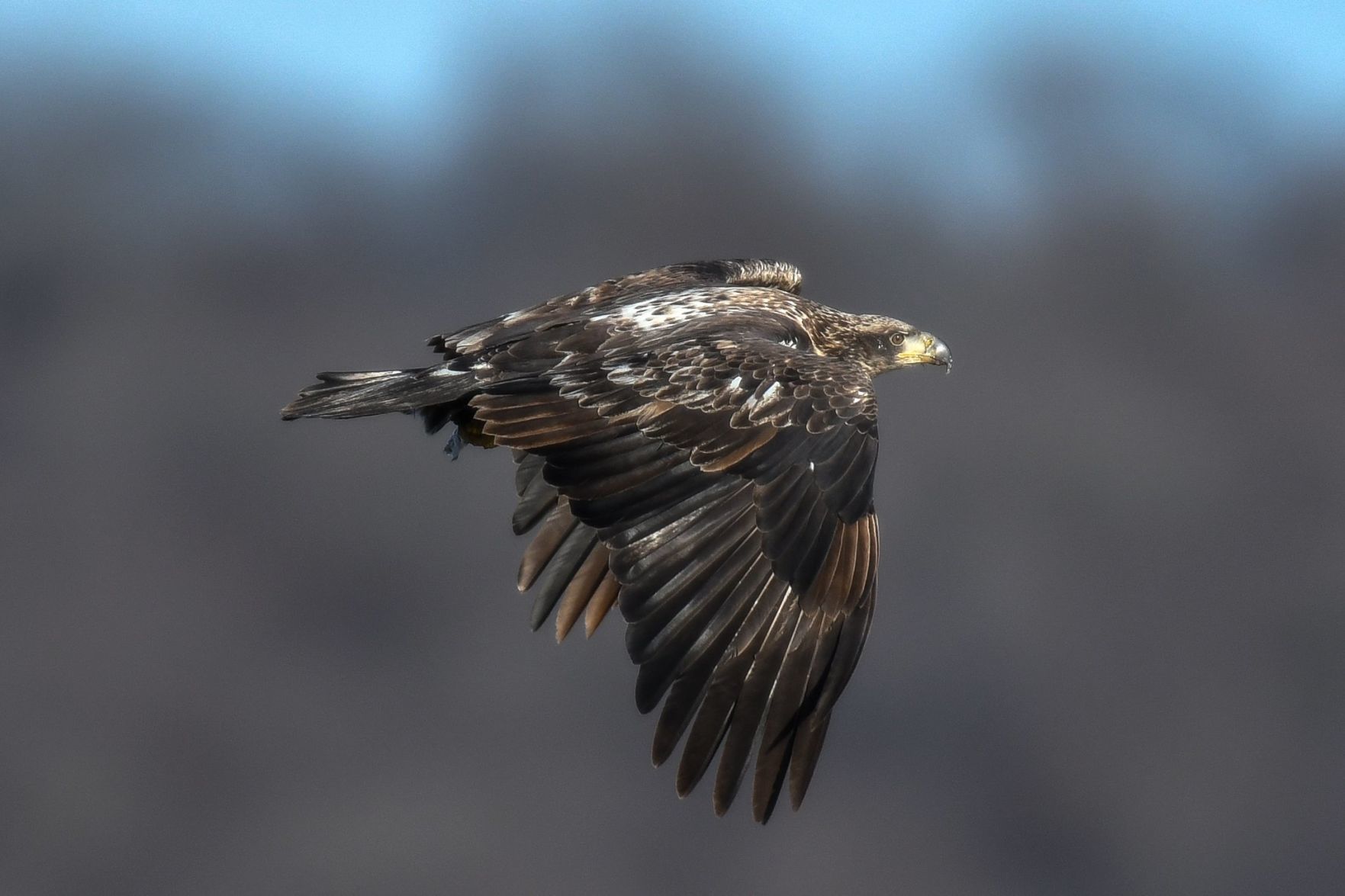 Birds of every type